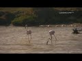David Lanz - Sleeping Dove (LandscapeHD)