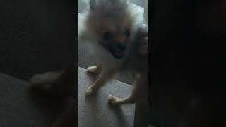 急に覚醒するそぼろ#犬のいる暮らし #犬のいる生活 #犬の動画 #犬 #ポメラニアン 