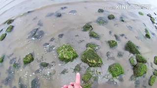 На Азовском море можно рыбачить руками - Видео онлайн