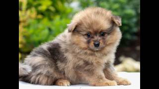 Video preview image #1 Pomeranian Puppy For Sale in MANHEIM, PA, USA