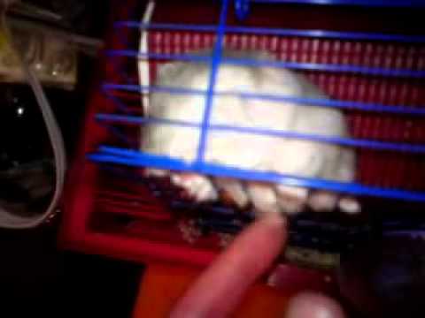 Prison Break hamster edition.wmv