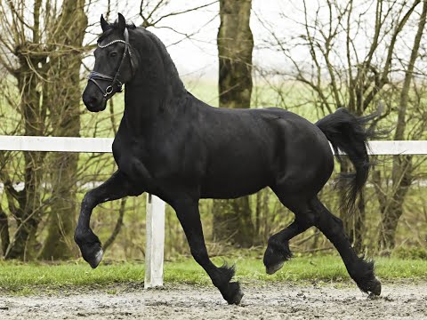 Stal Okkema's Geertje *Sport*  -  Haitse x Jakob - Crown mare - 2010 - 1.69m