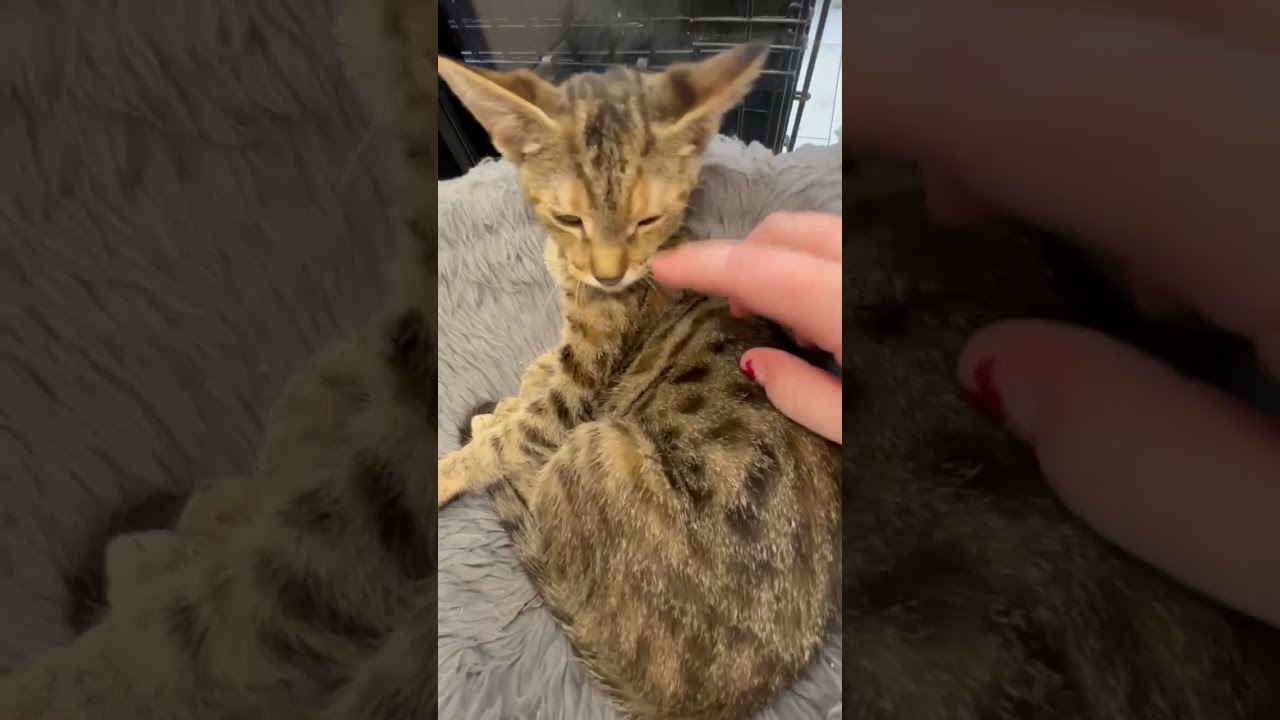 Enlarge Astrid, a Adoptable mixed breed in New Orleans, LA video 6/6