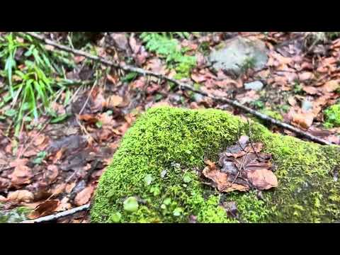 Cheile Jietului - Romania