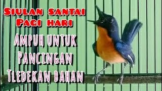 Download lagu pancingan tledekan gunung‼️siulan santai ampuh bangkitkan emosi tledekan bahan mp3