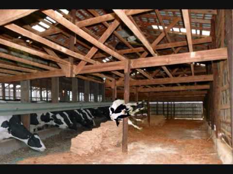 Pole Dancing Cow.wmv