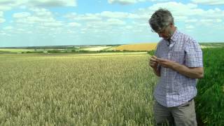 Optimiser et minimiser les traitements phytosanitaires