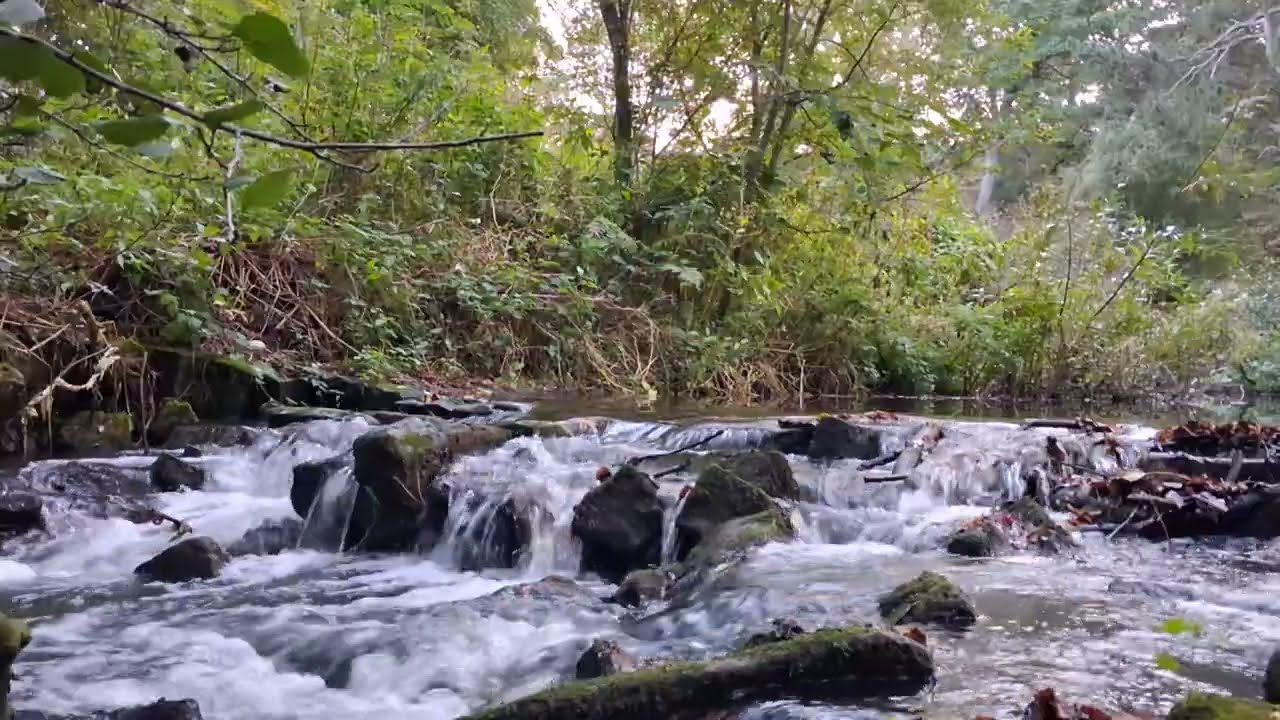 Relaxing Forest Stream, Water Flowing Over Rocks