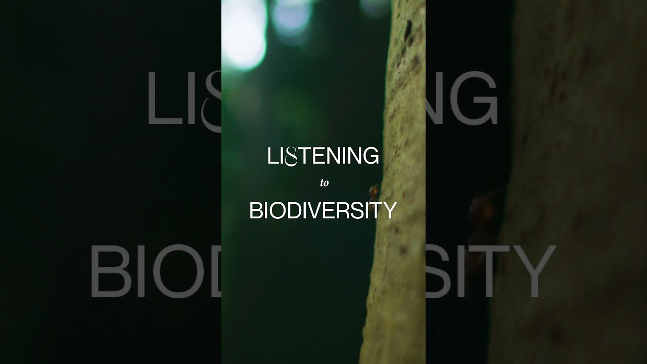 Protecting the Amazon from deforestation with Microsoft AI