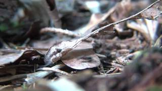 preview picture of video 'formica aquilonia, ant kingdom'