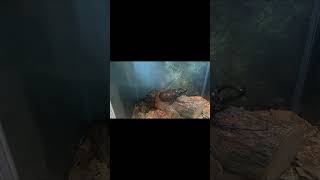 ヘラクレスオオカブト・コーカサスオオカブト・オウゴンオニクワガタ・・マンディブラリスフタマタクワガタ・ギラファノコギリクワガタ・・アクティオンゾウカブト・グラントシロカブト #shorts