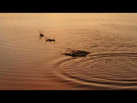 Zug der Vögel und Steine hüpfen