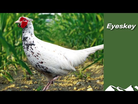 White pheasants – what are they for?