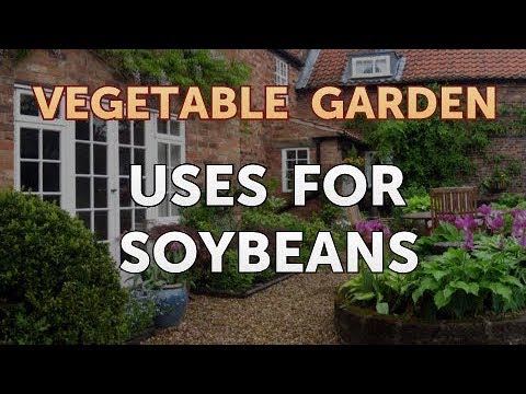 download lagu mp3 mp4 Uses For Soy Beans, download lagu Uses For Soy Beans gratis, unduh video klip Uses For Soy Beans