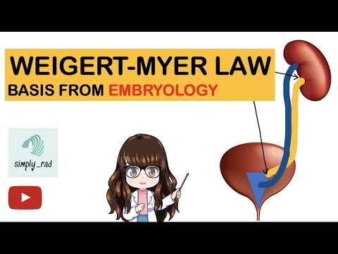 Weigert Myer Law in 2 minutes