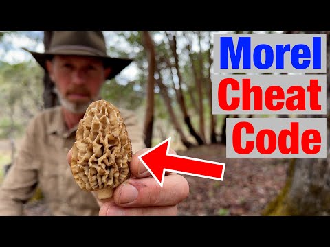 How to Find More Morel Mushrooms Than Everyone Else