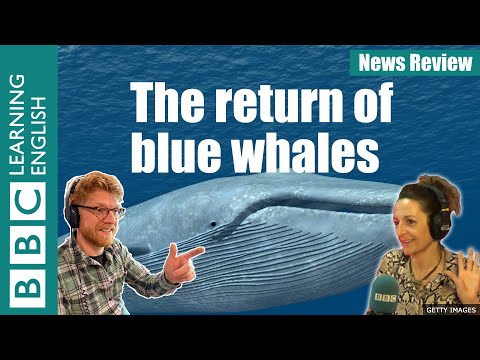 The return of the blue whale: BBC News Review