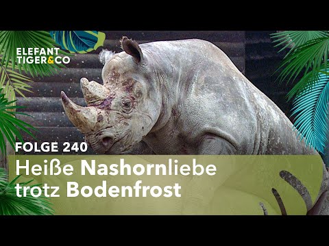 Wildes Liebesspiel bei den Nashörnern (Folge 240) | Elefant, Tiger & Co. | MDR