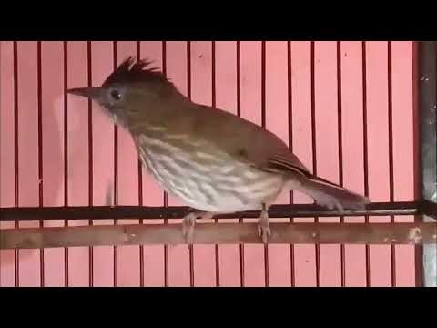 Bulbul škvrnitoprsý (Ixos virescens) — spev a hlas v prírode