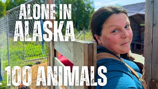 Alone Off Grid in Alaska's Wilderness - I'm All They Have