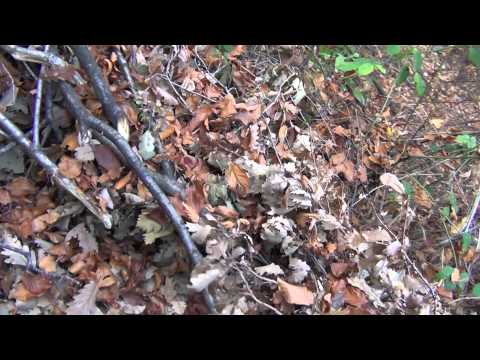 ingleby davidesti contesti arges