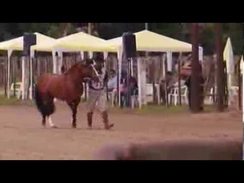 FARANDOLA DA MANGUEIRA VELHA