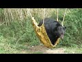Living His Bear St Life Bear Relaxes In Hammock At Woburn Safari Park