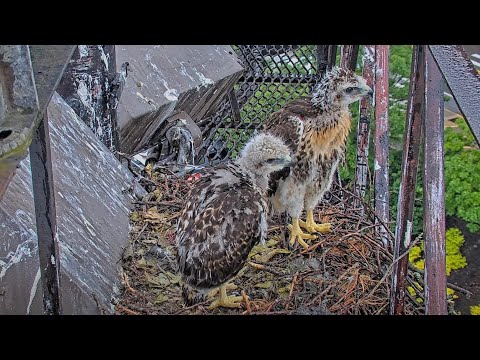 Red-tailed Hawk Chicks Show Off Feather Growth On Rainy Morning – June 6, 2025