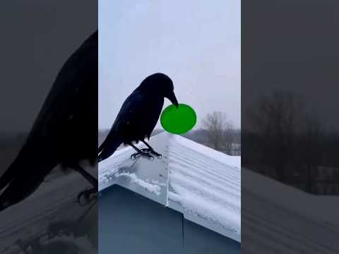 This Is Why Crows Are Always One Move Ahead 🐦♟️.