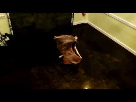 I've Forgotten You - Belly Dance