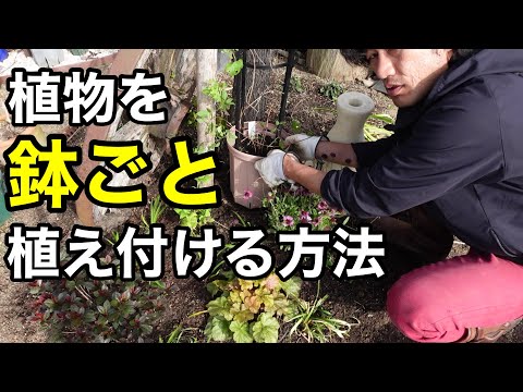 plante vivace couvre-sol –Mukdénie de Ross-rosaces-feuilles-vert-rouge