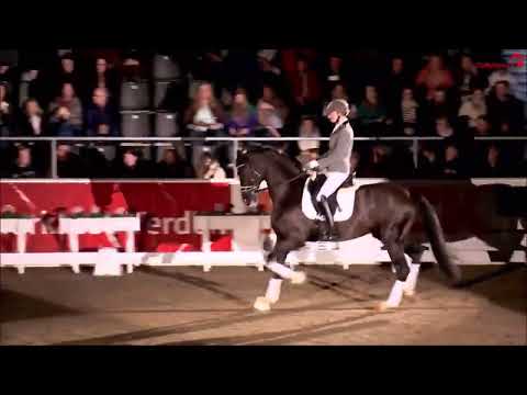 Secret Escape - Hengstvorführung Verden 2023