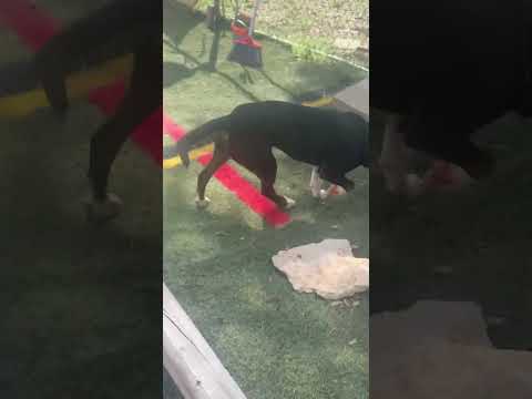 Mr. Clean, an adoptable Bull Terrier Mix in Spokane, WA_image-1