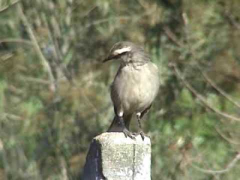 Spevák obočnatý (Mimus saturninus) — video o speve a chove