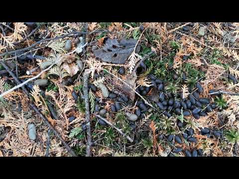 Mystery Scat Solved: Porcupines Eating White Cedar Foliage
