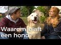 Waarom blaft een hond? | Vragen van kinderen | Het Klokhuis