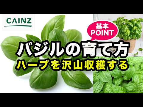 バジルの繁殖: 新しい植物を育てる方法 植物