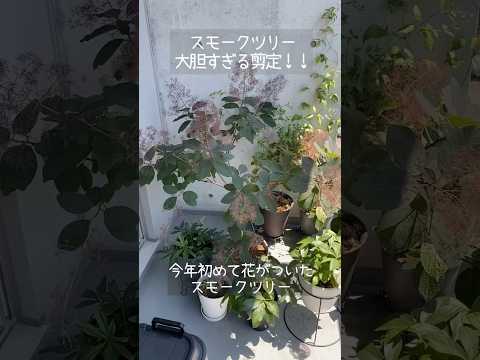 常緑樹のバルコニーに適したつる性の植物はどれですか?この7種は冬でも葉を落とさない！  庭園