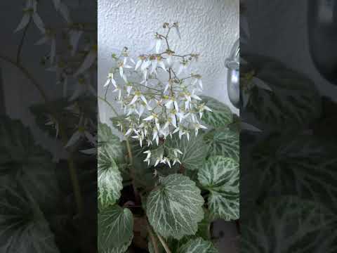 ピレネーユキノシタ、ユキノシタ