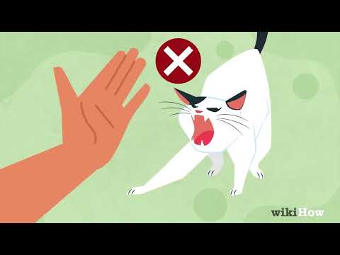 How to Calm an Aggressive Cat