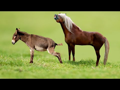 Cross between a horse and a donkey! Check it out!