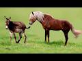 Cross Between A Horse And A Donkey Check It Out