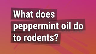 What does peppermint oil do to rodents?