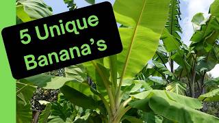 Backyard Jungle: A Banana Lover's Paradise