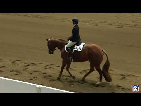 2023 Quarter Horse Congress L1 Hunt Seat Equitation Lynn Campbell on Remember The Dayz