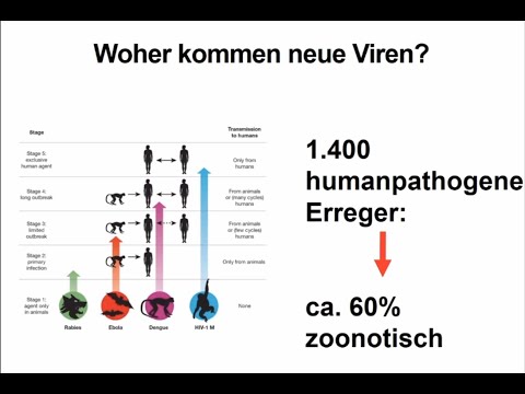 Ursprünge neuartiger Viren mit Fokus auf SARS-CoV-2 | Charité | Prof. Dr. J. F. Drexler
