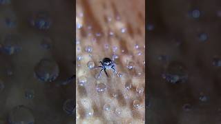 This Tiny Spider Was Thirsty #phidippusregius