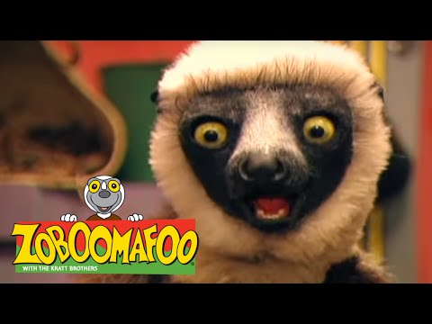 Zoboomafoo 134 - Water Creatures (Full Episode)