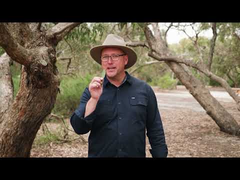 Raymond Island Koala Trail
