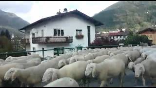 preview picture of video 'Passano le pecore a Paluzza'